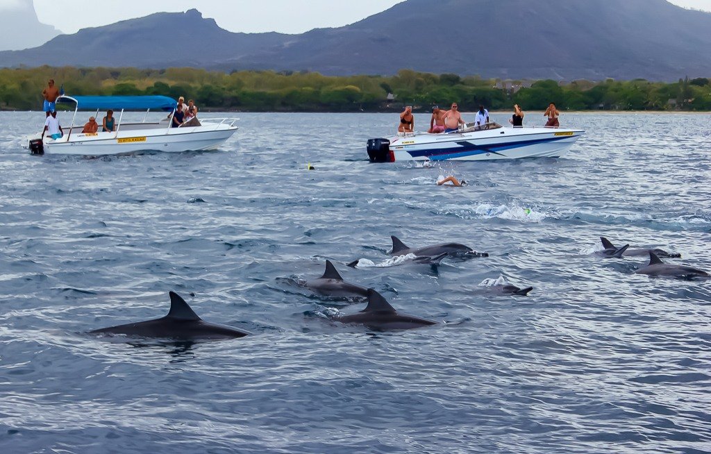 Dolphins-in-the-sea-Mauritius